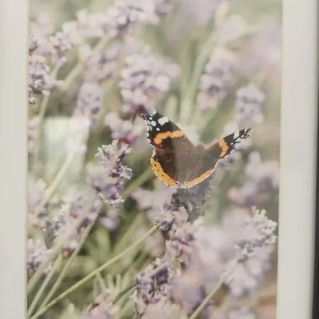 Lavender - Modern In York Apartamento *