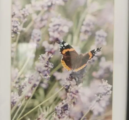 Lavender - Modern In York, Near Racecourse Appartement *